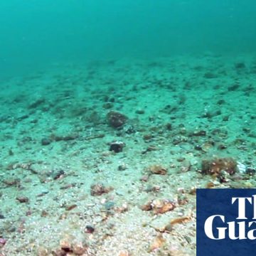 Bottom trawling is bulldozing Britain’s sealife protections | Conservation