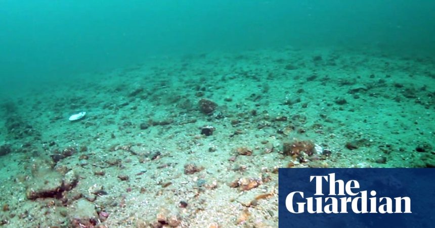 Bottom trawling is bulldozing Britain’s sealife protections | Conservation