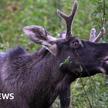 Emil the Elk caught after long summer on the loose in Central Europe