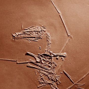 A slab of brown stone containing the bones of a flying reptile, including very long wing bones.
