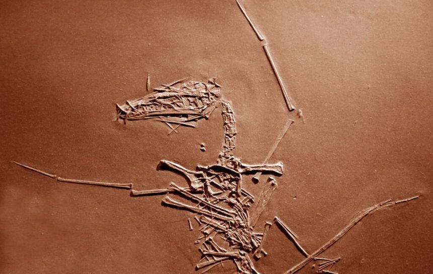 A slab of brown stone containing the bones of a flying reptile, including very long wing bones.