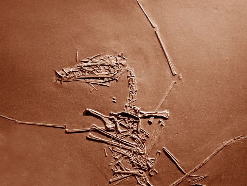 A slab of brown stone containing the bones of a flying reptile, including very long wing bones.