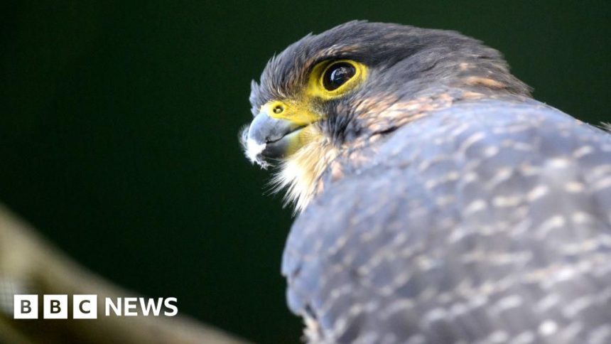 High-speed kārearea falcon wins 2025 prize