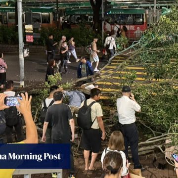 4 hurt as tree topples near Hong Kong railway station