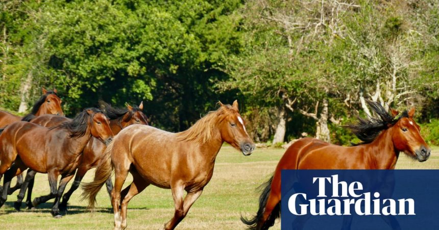 Branding of New Forest ponies is indefensible | Horses