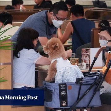 Calls for clear licensing rules if dogs allowed into Hong Kong restaurants