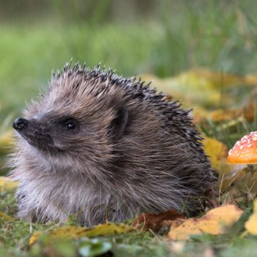 An adult UK hedgehog, erinaceus europaeus, among autumn leaves and a fly agaric mushroom.
