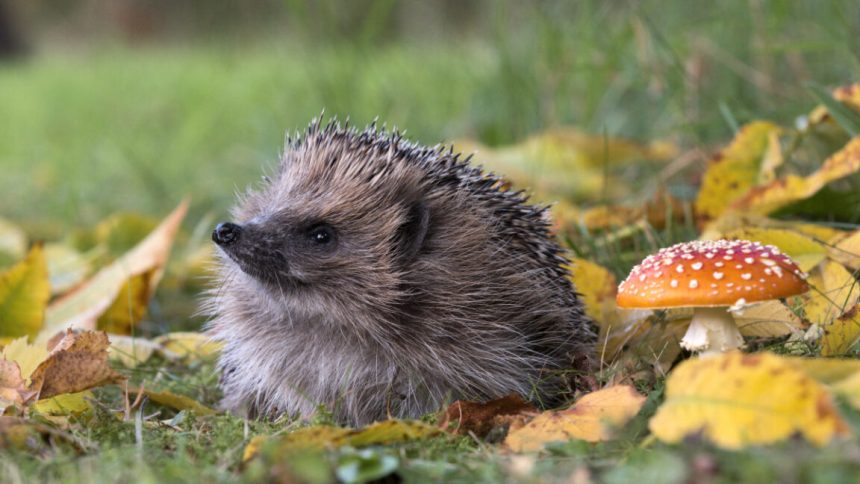 An adult UK hedgehog, erinaceus europaeus, among autumn leaves and a fly agaric mushroom.