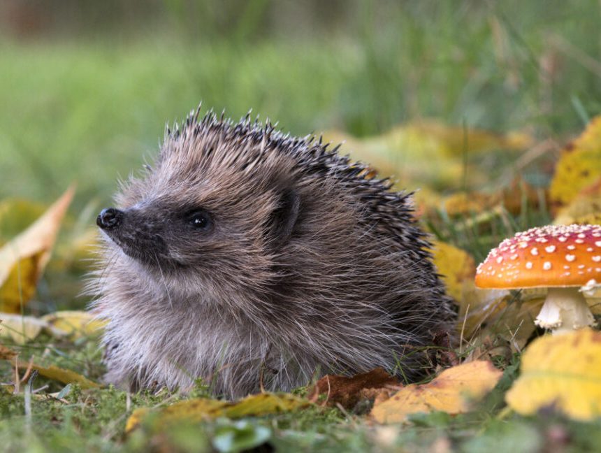 An adult UK hedgehog, erinaceus europaeus, among autumn leaves and a fly agaric mushroom.