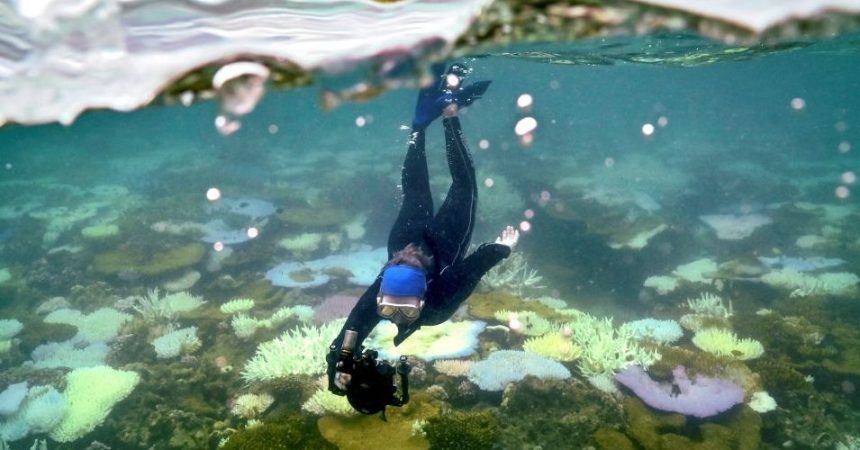 The World’s Oceans Are Hurtling Toward a Breaking Point