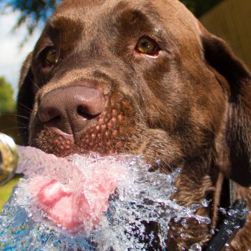 What Is Thirst? | WIRED
