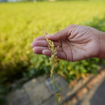 North Korea set for strong fall harvest after plentiful summer rains: FAO