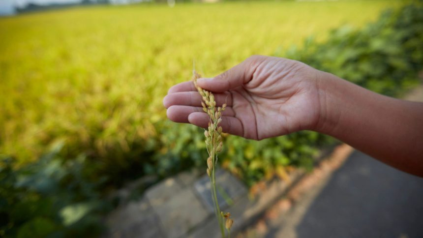 North Korea set for strong fall harvest after plentiful summer rains: FAO