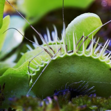 Venus flytrap with bug inside