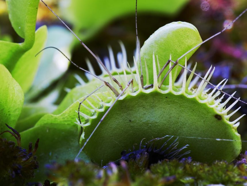 Venus flytrap with bug inside