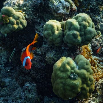 First treaty to protect marine life in high seas to take effect in January | Climate Crisis News