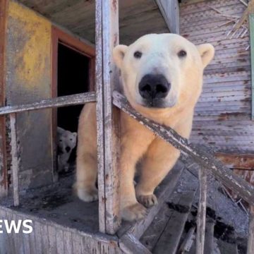 Polar bears occupy abandoned Soviet-era research station