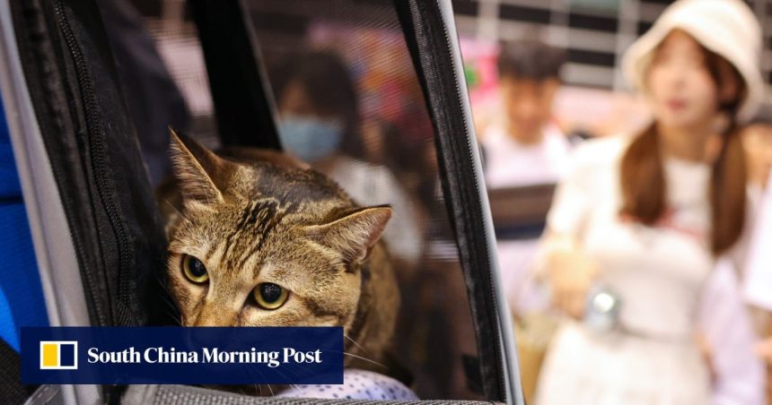 Hong Kong to accept mainland Chinese health certificates for imported cats, dogs