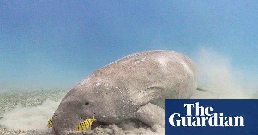 Don’t let the dugong follow the sea cow | Conservation Don’t let the dugong follow the sea cow | Conservation