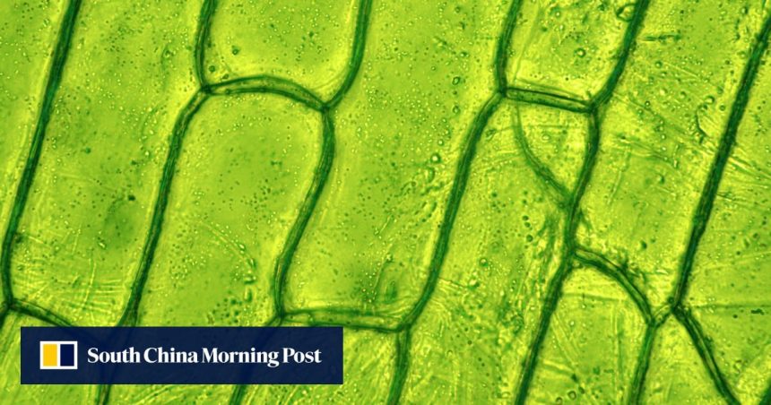 Chinese and Dutch scientists discover how to regenerate single cell into a brand new plant