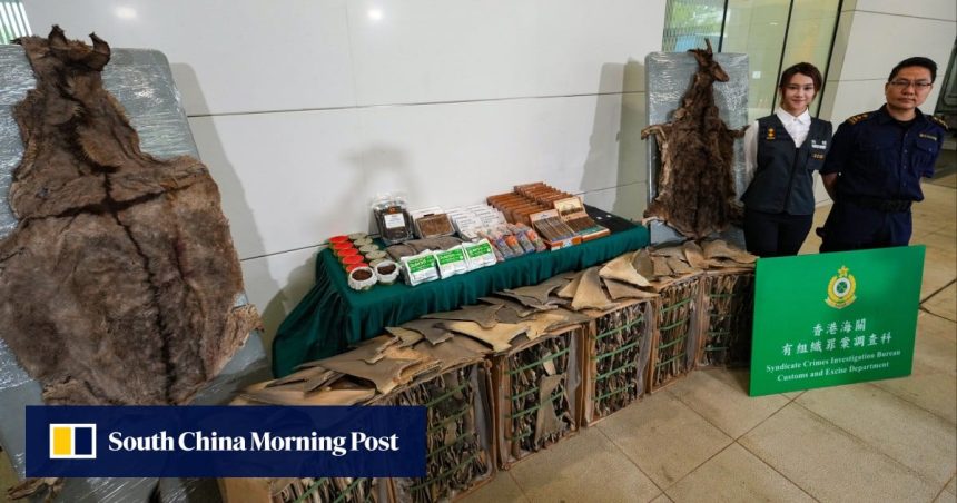 150 tonnes of donkey skin among HK$200 million smuggling bust 150 tonnes of donkey skin among HK$200 million smuggling bust in Hong Kong