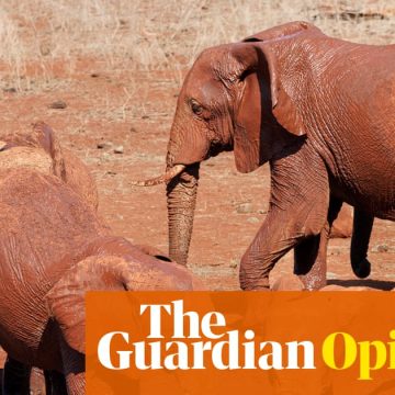 Dogs name toys while elephants name each other. Animal language is more complex than we imagine | Helen Pilcher