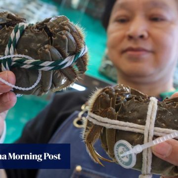 Hong Kong set for cheaper, fresher hairy crabs as mainland China imports resume