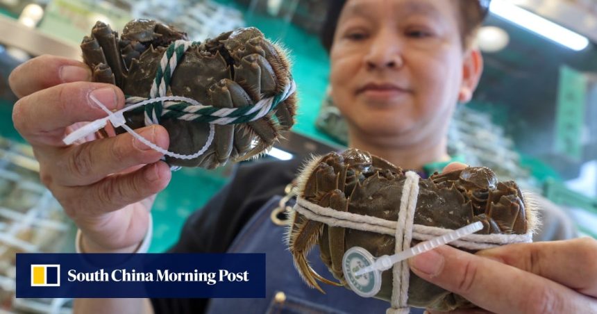 Hong Kong set for cheaper, fresher hairy crabs as mainland China imports resume
