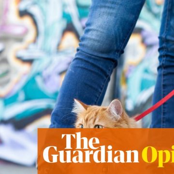 I bought my cat a lead – and I was quickly humbled | Rhiannon Lucy Cosslett