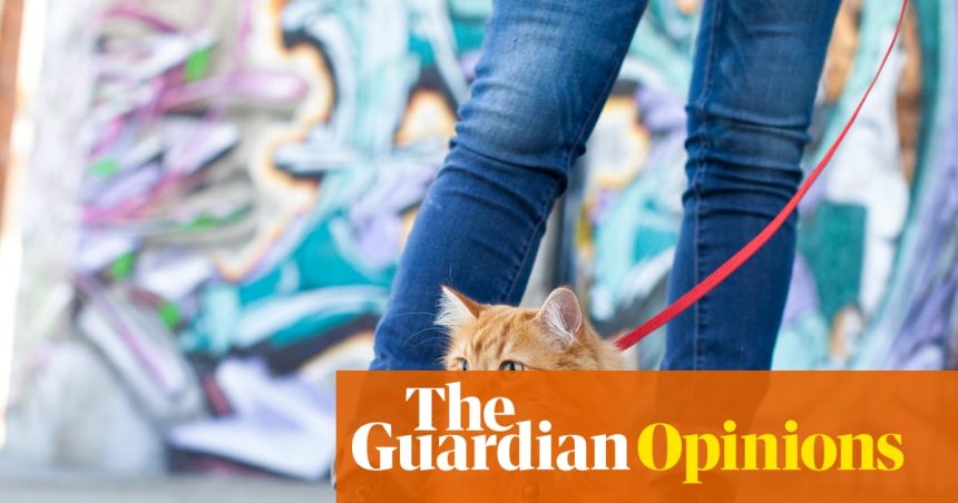 I bought my cat a lead – and I was quickly humbled | Rhiannon Lucy Cosslett