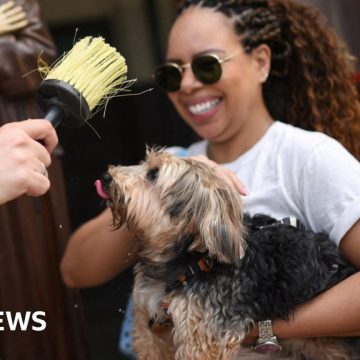 Pets around the world blessed for Feast of Saint Francis