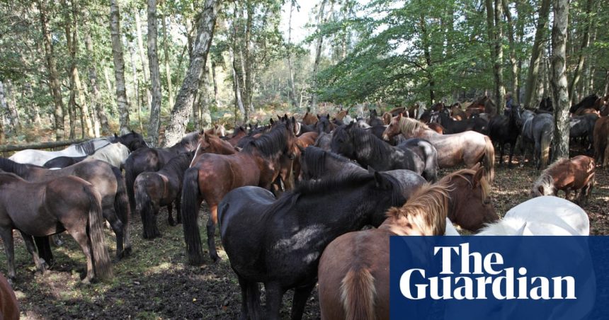 Branded New Forest ponies are well cared for | Animal welfare