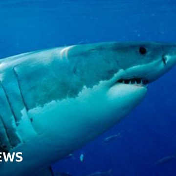 Fatal attack revives debate over controversial shark nets in Australia