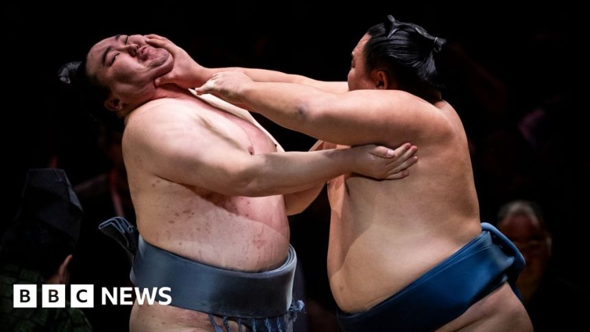 Grand Sumo meets internet fandom in London