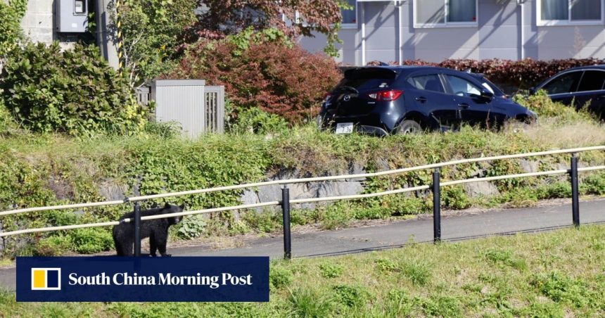 Japan to deploy troops to help combat surge in bear Japan to deploy troops to help combat surge in bear attacks amid growing ‘crisis’