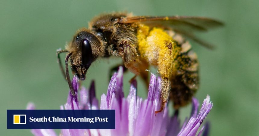 Key bee and butterfly species in Europe face extinction risk: study