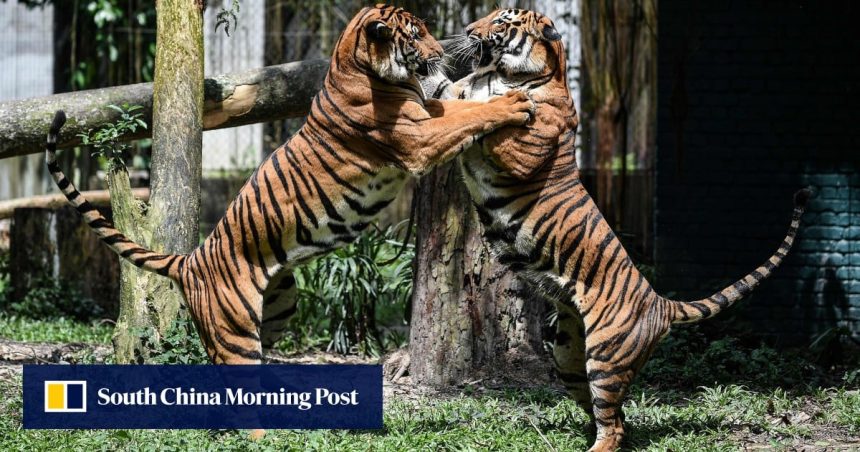 Malaysia’s tigers in crisis due to poachers, habitat loss Malaysia’s tigers in crisis due to poachers, habitat loss