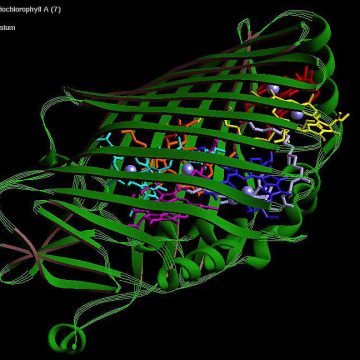 image of a barrel formed by criss-crossing green strands, each representing the path taken by a string of amino acids.