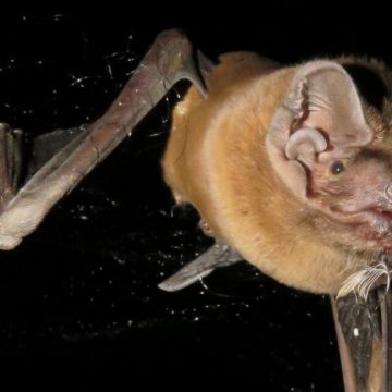 Bats eat the birds they pluck from the sky while Image of a bat against a black background, with its wings folded down in mid-stroke.