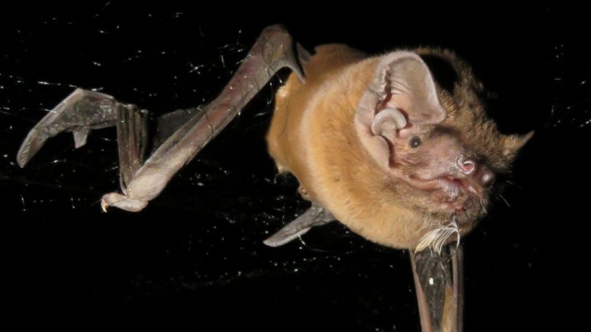 Bats eat the birds they pluck from the sky while Image of a bat against a black background, with its wings folded down in mid-stroke.