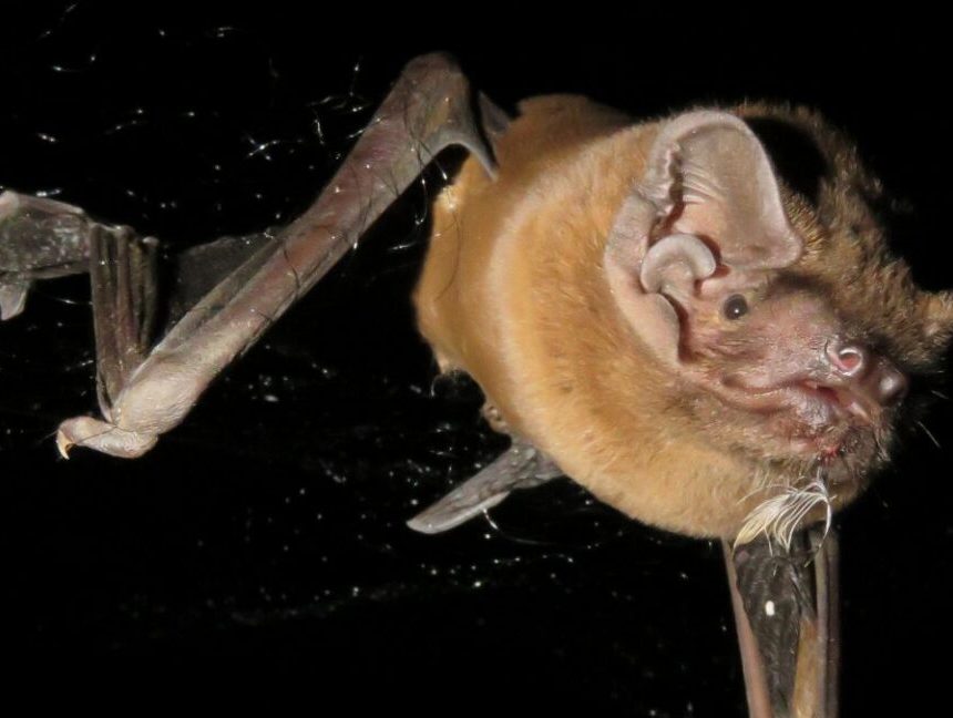 Image of a bat against a black background, with its wings folded down in mid-stroke.