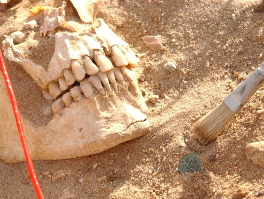 Skull of a soldier from the Napoleon army next to a button from a soldier's uniform.