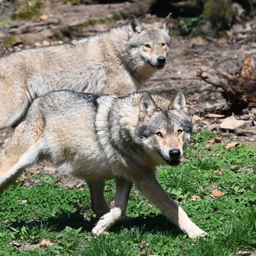 A grassy area with two grey wolves on it, both trotting from left to right.
