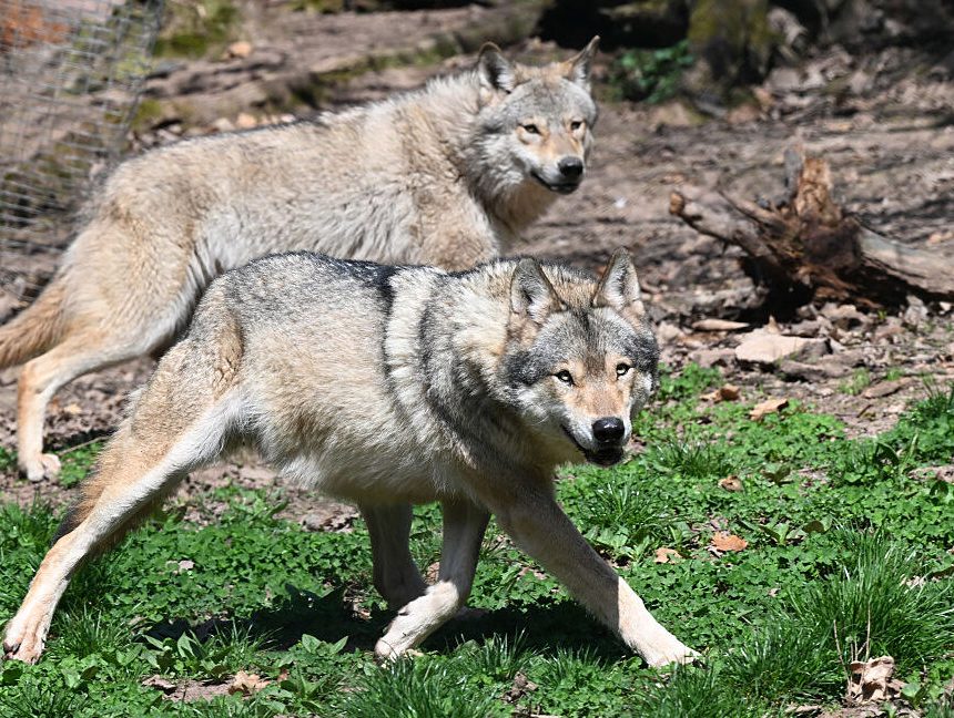 A grassy area with two grey wolves on it, both trotting from left to right.