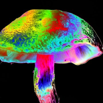 Image of a multi-color, iridescent mushroom.