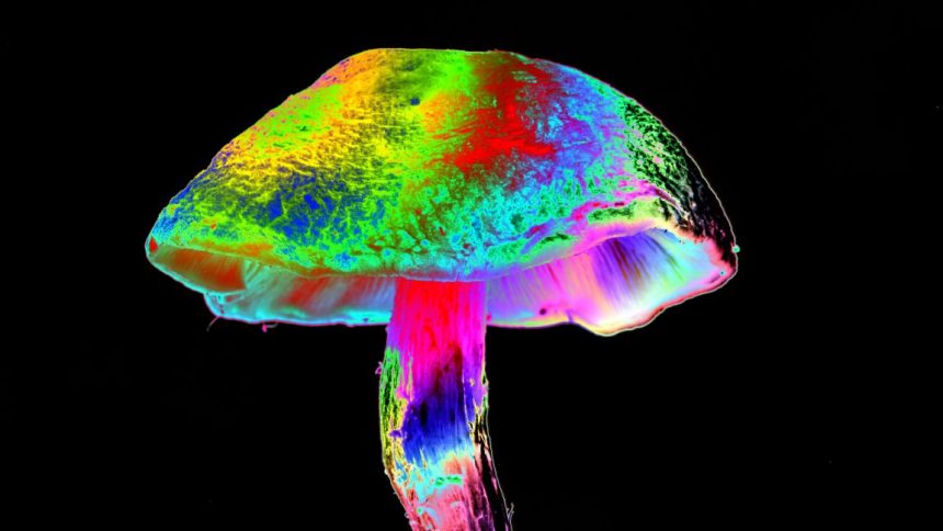 Image of a multi-color, iridescent mushroom.