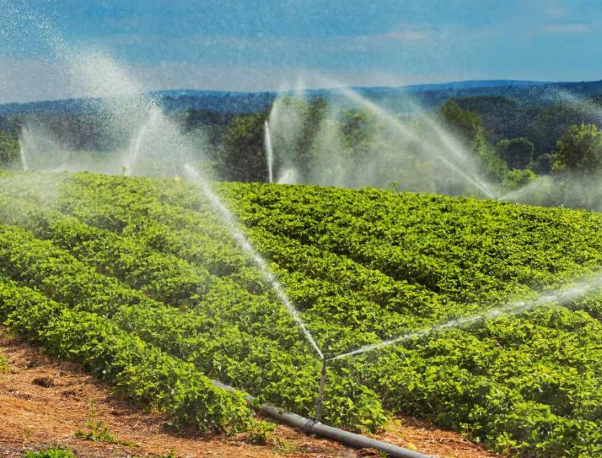 Sprinklers irrigate strawberry plants.