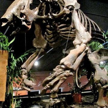Megafauna was the meat of choice for South American hunters
