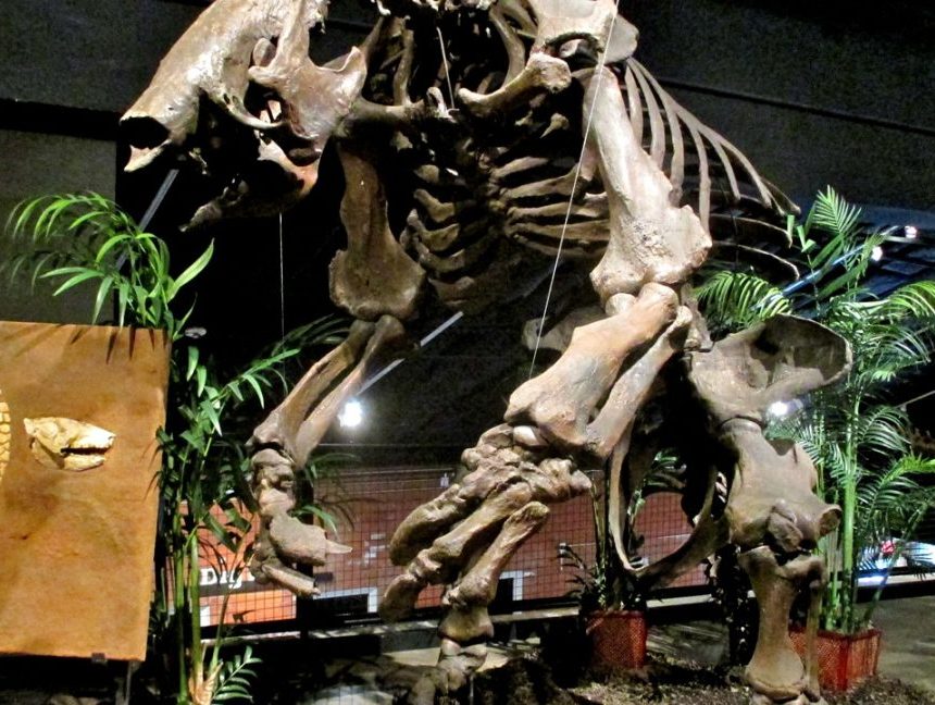 Megafauna was the meat of choice for South American hunters