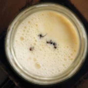 Following a traditional Bulgarian method of yogurt-making, researchers added four live forest ants into a warm jar of milk.